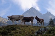 16 Mucche al pascolo con i Diavoli da sfondo